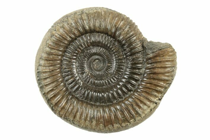 Ammonite (Dactylioceras) Fossil - England #242267